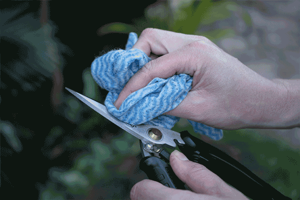 Make sure to give your Black Panther Industrial Snips a quick wipe down with a clean, slightly damp cloth or paper towel. Make sure to give your Black Panther Industrial Snips a quick wipe down with a clean, slightly damp cloth or paper towel.